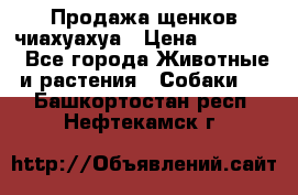 Продажа щенков чиахуахуа › Цена ­ 12 000 - Все города Животные и растения » Собаки   . Башкортостан респ.,Нефтекамск г.